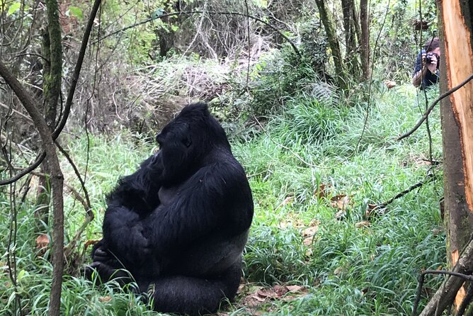 1 Day Gorilla Trekking Mgahinga Gorilla NP & Lake Bunyonyi - Frequently Asked Questions