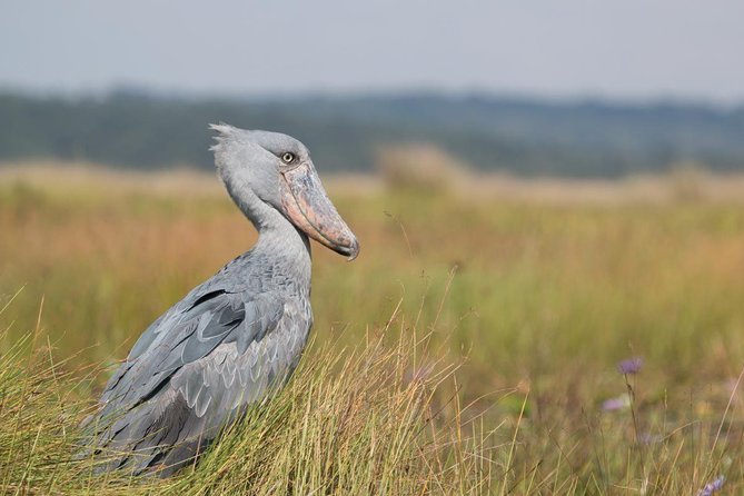 1 Day Mabamba (Shoebill) Bird Watching Tour - Shoebill & Canoe Tour - Booking and Payment Information
