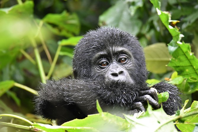 1 Day Mountain Gorilla Trekking Safari Uganda - Inclusions and Logistics