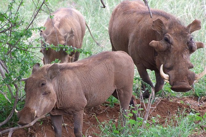 1 Day Red Elephant Safari Starting From Diani Beach. - Pricing and Reservation Details