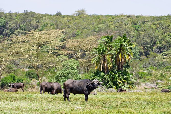 1 Day Short 4x4 Safari: ARUSHA NATIONAL PARK Incl. Lodge-Lunch - Wildlife Encounters