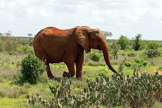 1 Day Tsavo East Safari ( Minimum 2 Pax) - The Sum Up