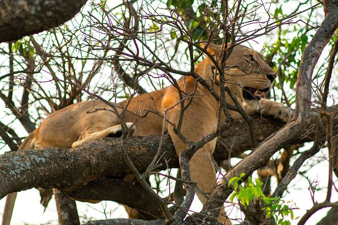 10-Day Big-7 Private Tour Experience in Uganda Safari - Customer Reviews and Ratings
