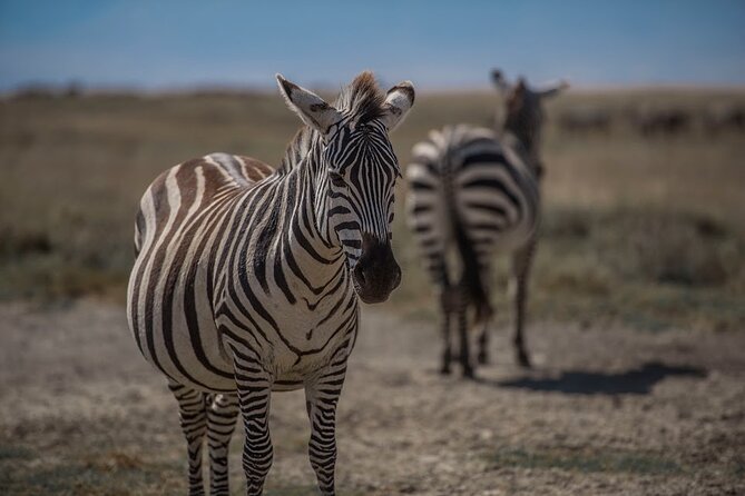 10 Day Private Celebrity Tanzania Safari Experience - Private Safari Vehicle and Guide