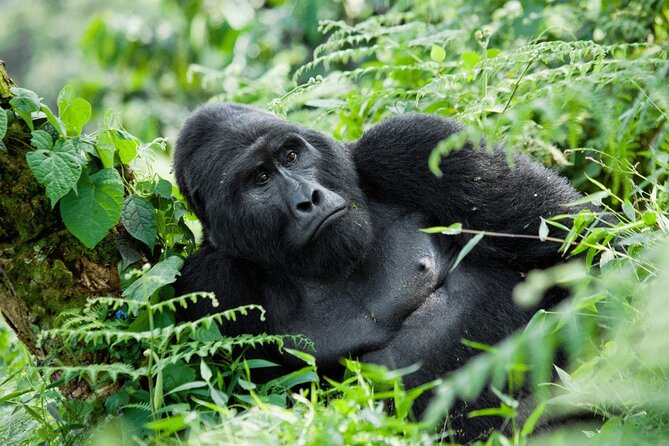 10-Days Mountain Gorillas, Chimps & Uganda Wildlife Safari - Safety Guidelines
