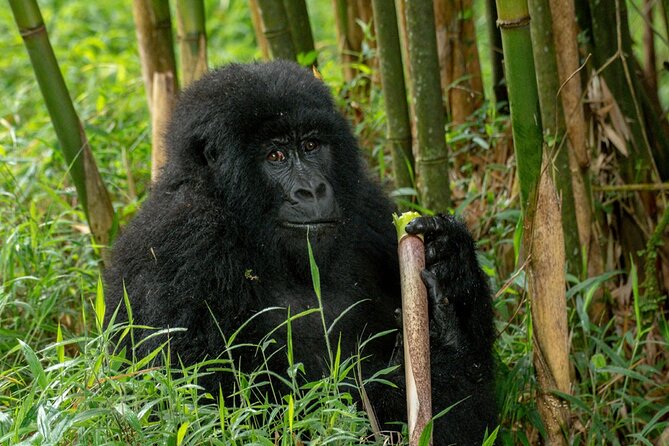 10 Days Private Uganda Safari With Pick-Up