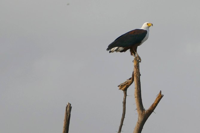 12 Days Samburu Ol-Pejeta Lake Nakuru Masai Mara Lake Naivasha Amboseli Safari - Amboseli National Park Highlights