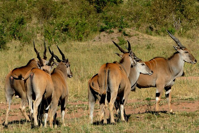12 Days Wildebeest Migration Masai Mara Nakuru Uganda Gorilla Trekking Safari - Reviews and Ratings