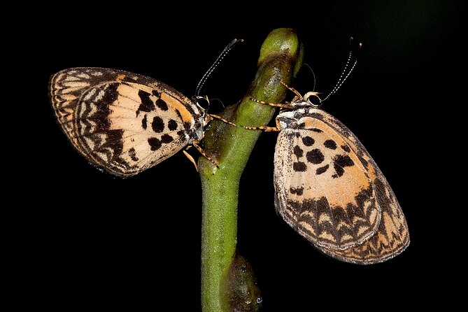 14 Day Ghana Butterfly Tour - Inclusions and Exclusions