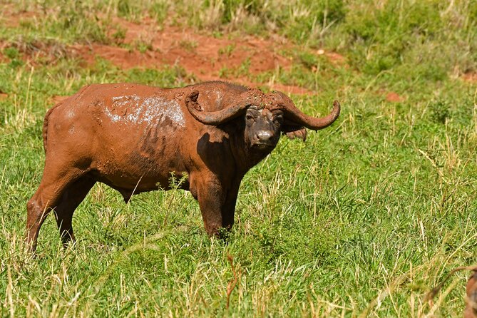 14 Days Uganda Rwanda Primate Tour - Reviews and Ratings