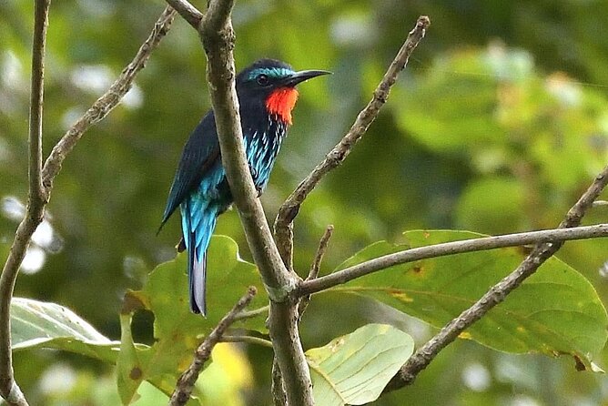 15-Day Ghana Wildlife Private Tour - Booking Information