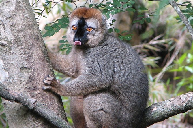 15 Days Exploring South and West of Madagascar - Customer Reviews