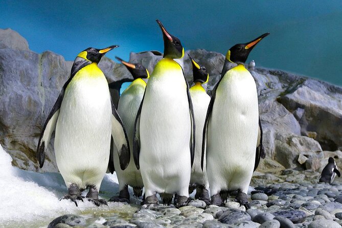 2-Day Best Private Tour Robben Island, Table Mountain, Cape Point - Additional Information