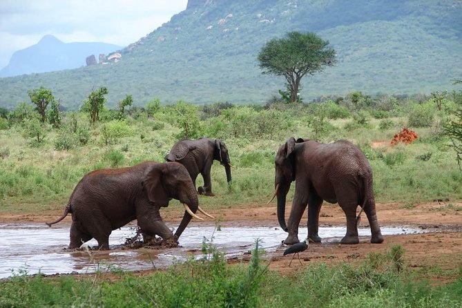 2-Day Mombasa to Tsavo East Safari - Pickup and Transportation