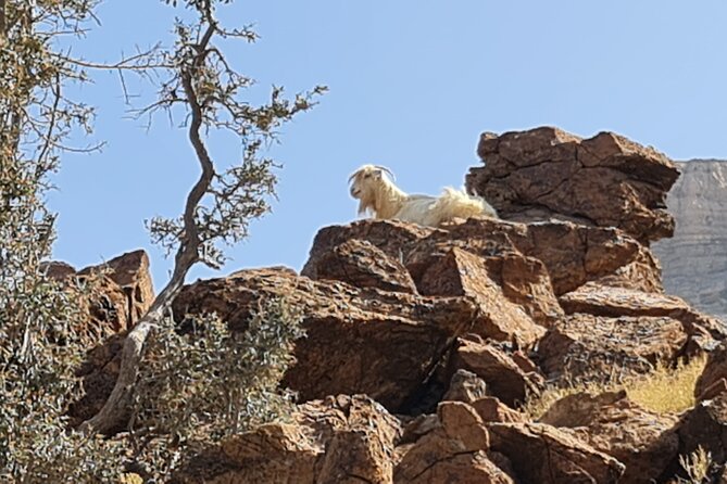 2-Day Private Guided Nizwa and Jebel Akhdar Tour From Muscat - Customer Reviews