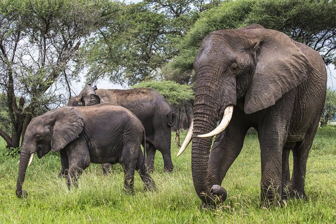 2-Day Sublime Safari to Tarangire and Ngorongoro Safari - Additional Information