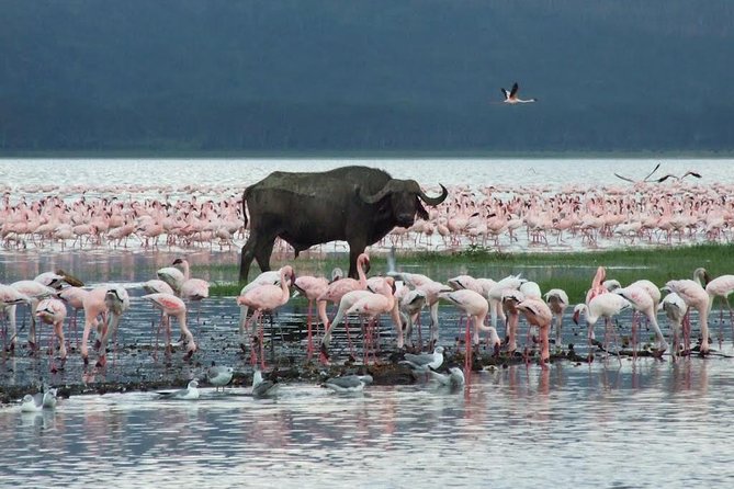 2 Day Tour Lake Nakuru, Hell S Gate & Lake Naivasha From Nairobi - Customer Reviews and Recommendations
