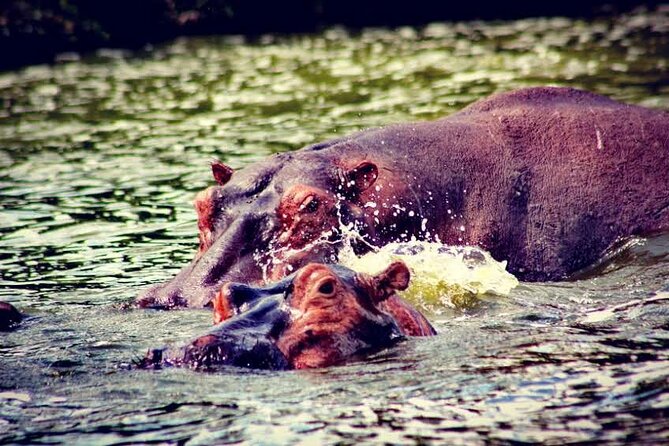2-Day Wildlife Safari in Lake Mburo National Park - Park Entry Information