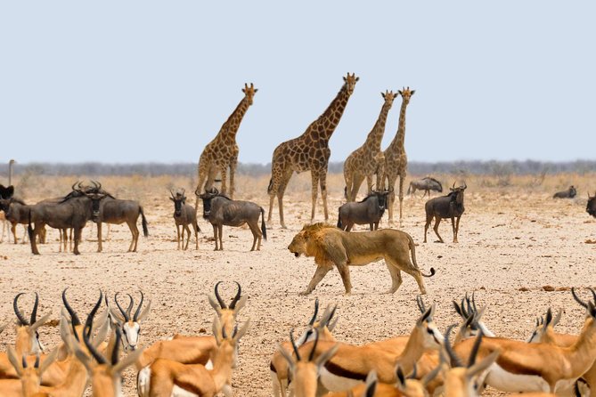 2 Days / 1 Night Join Group Safari - Cancellation Policy