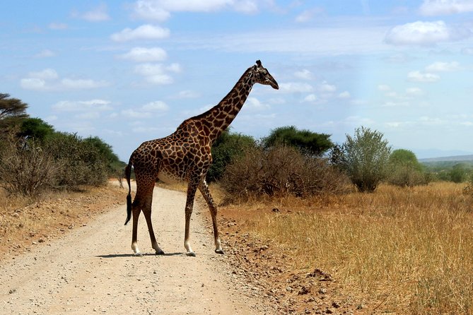 2 Days /1 Night Safari to Mikumi - The Sum Up