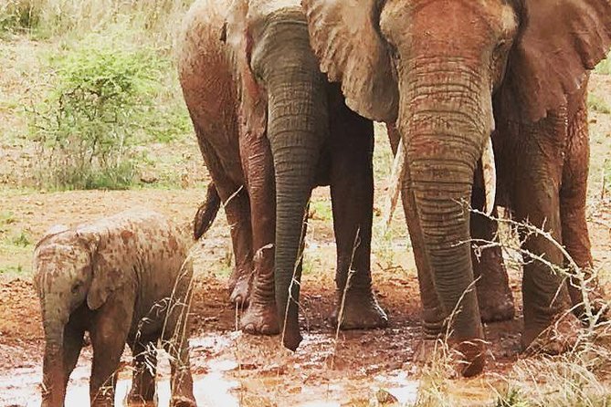 2 Days Akagera National Park Wildlife Safari - Pricing Information