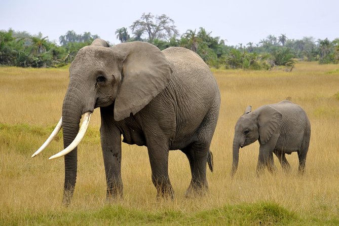 2 Days Amboseli Getaway Trip - Review and Rating