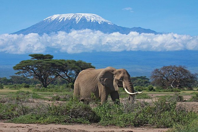 2 Days Amboseli National Park Budget Safari - Inclusions and Accessibility
