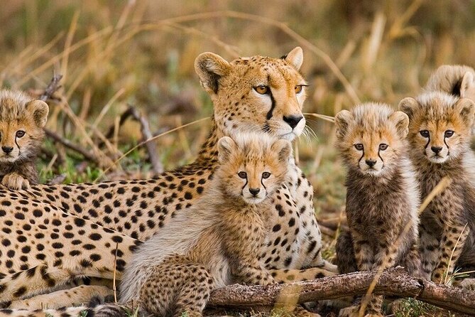 2 Days Budget Safari (Tarangire) - Traveler Participation Expectations