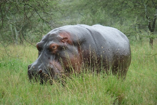 2 Days Lodge Safari. - The Sum Up