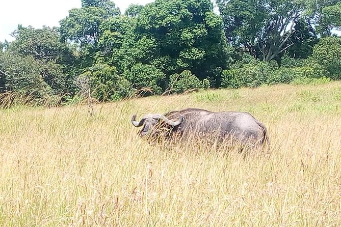 2 Days Maasai Mara National Reserve Safari From Nairobi - Frequently Asked Questions