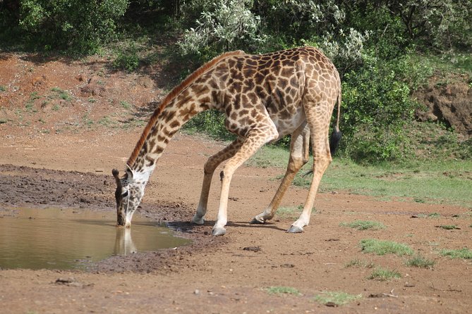 2 Days Masai Mara Safari - Customer Reviews and Ratings