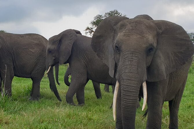 2 Days Mikumi National Park Safari From Dar Es Salaam or Zanzibar - Safety Precautions