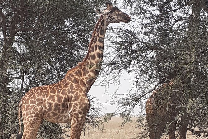 2 Days Ngorongoro & Tarangire From Zanzibar - Directions