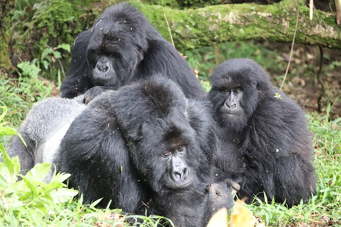 2 Days Private Gorilla Tracking in Uganda From Kigali Rwanda - Pricing and Guarantee