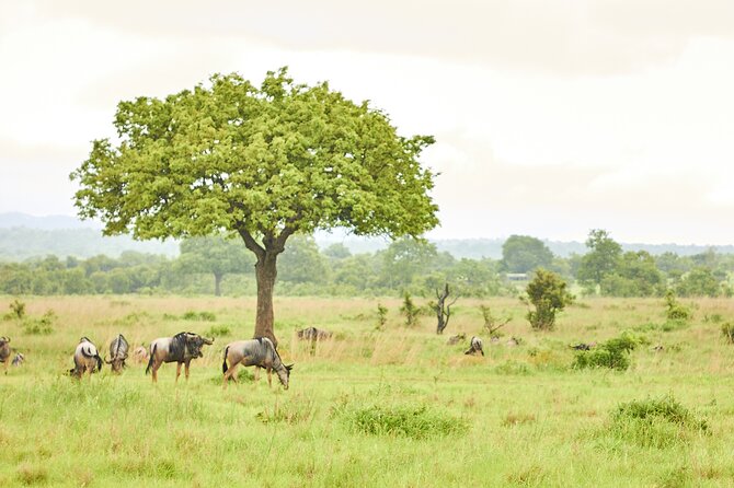 2 Days Private Safari Tour of Mikumi - Cancellation Policy