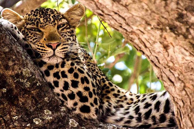 2 Days Ruaha National Park - Inclusions and Accessibility Information