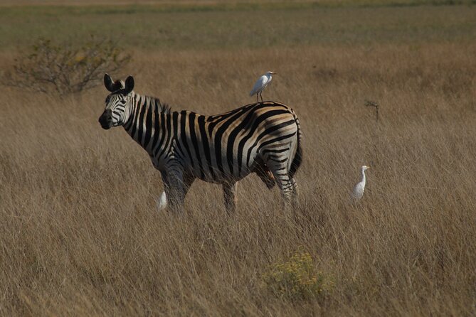 2 Days Safari in Maputo National Park - Additional Information
