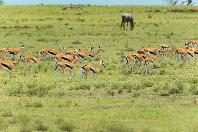 2 Days Taita Hills Game Sanctuary Saltlick Lodge - Customer Reviews and Ratings