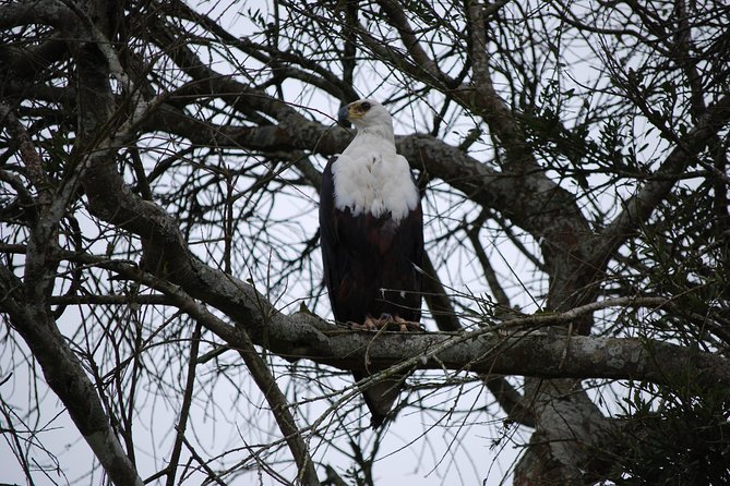 2 Days Trip_Akagera National Park (Wildlife Safari) - Reviews and Ratings