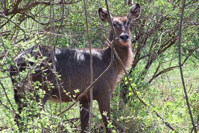 2 Days Tsavo East and Ngutuni Sanctuary Starting From Mombasa. - Frequently Asked Questions