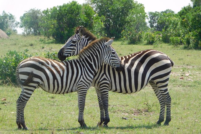 2 Days Tsavo East and West - Pricing and Reviews