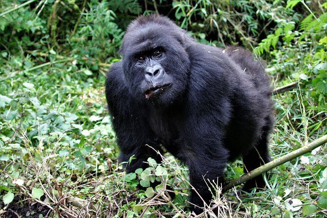 2 Days Uganda Gorilla Trekking - Pricing and Group Size Options