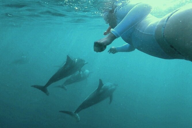 2-Hour Dolphin Excursion in Mauritius - Reviews