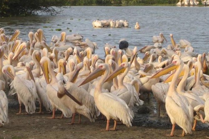 2Days Great Rift Valley Lakes ,megalithic Site Tiya & Addadi Mariam - Tour The Sum Up and Reviews