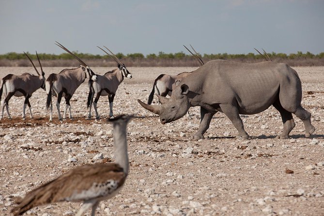 3 Day Etosha (Accommodated) Self Drive Tour - Additional Tour Information