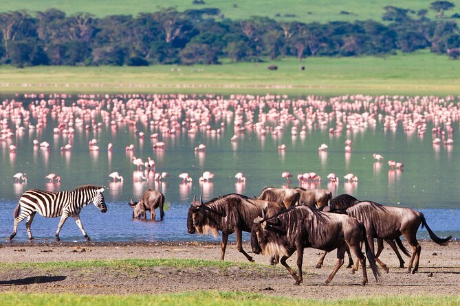 3-Day Fly in Private Safari in Serengeti and Ngorongoro - Dining Experience