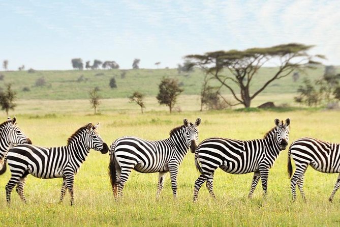 3-Day Maasai Mara Guided Safari From Nairobi - Contact and Booking Information