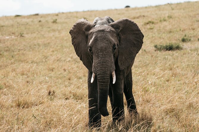 3-Day Masai Mara Luxury Safari - Safety and Accessibility Considerations