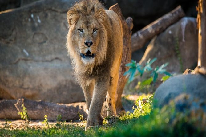 3 Day Mombasa - Masai Mara Air Safari - The Sum Up