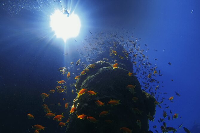 3-Day Open Water Scuba Diving Course in Aqaba - Reviews